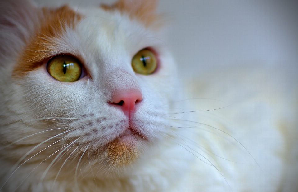 Bianco gattino gatto mammifero