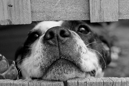 Foto Bianco e nero
 cucciolo cane