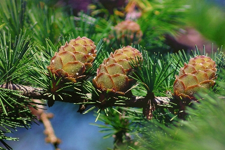 Tree nature branch plant Photo