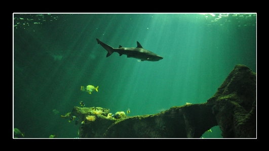 Ocean underwater green biology Photo