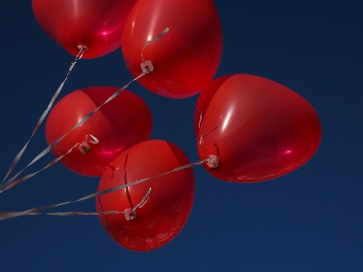 Foto Bunga daun balon cinta