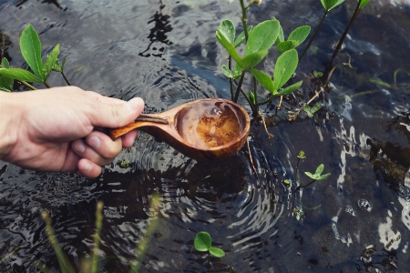 Foto Acqua foglia fiume cibo