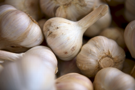 植物 食べ物 ニンニク 生産 写真