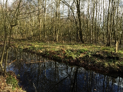 Landscape tree water nature Photo