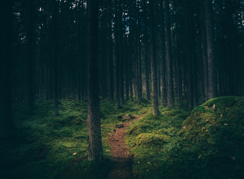 árvore natureza floresta caminho