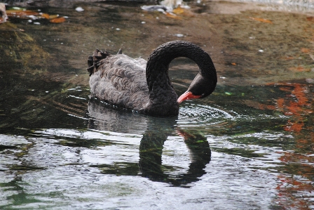 Foto Acqua natura uccello ala