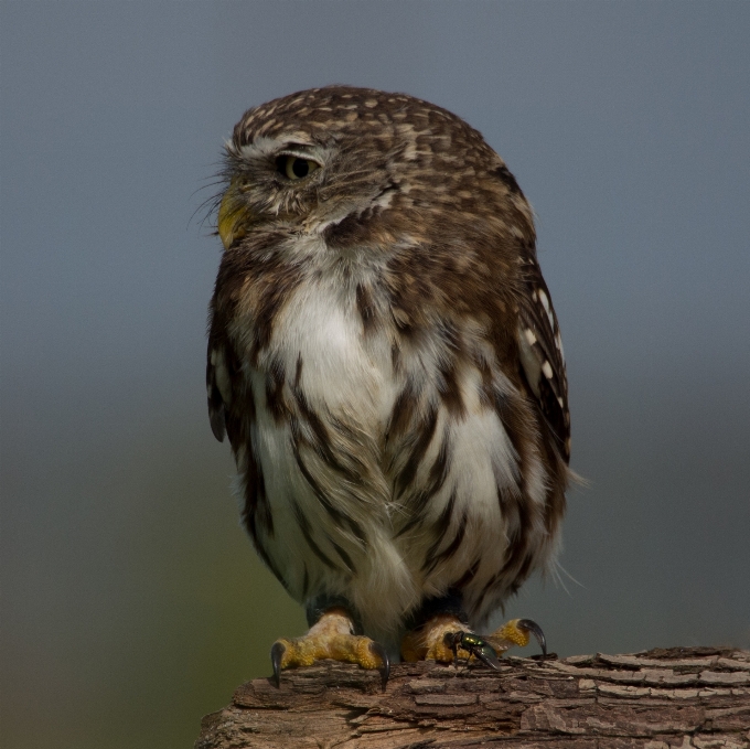 Naturaleza pájaro ala animal