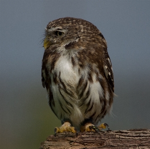 Nature bird wing animal Photo