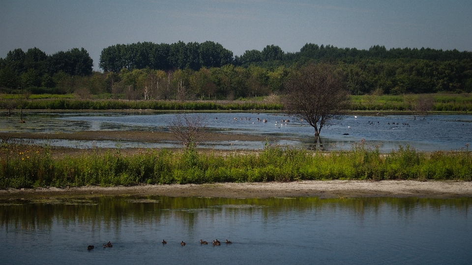 Landschaft baum wasser natur