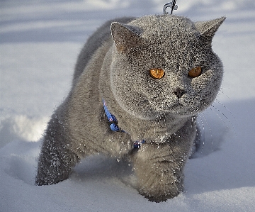 Photo Neige hiver chat temps