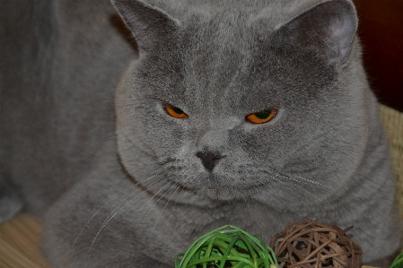 Cat mammal blue fauna Photo