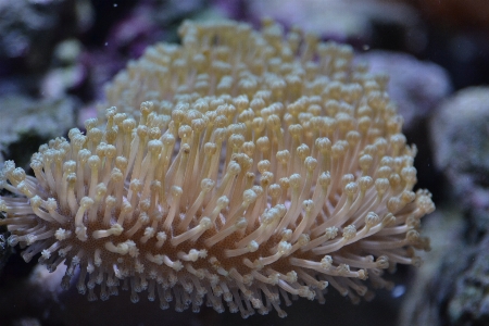 Sea water nature underwater Photo