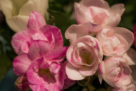 Blossom plant flower petal Photo