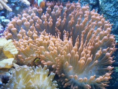 Underwater red biology pink Photo