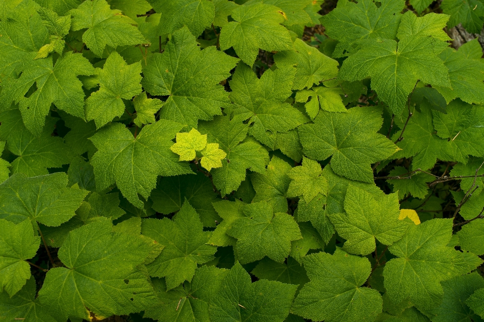 Naturaleza bosque crecimiento planta