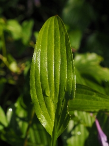 Plant leaf flower green Photo