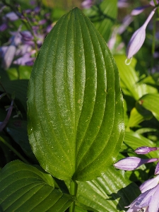 Plant leaf flower green Photo