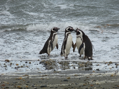 Foto Mar oceano pássaro grupo