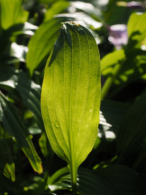 树 植物 叶子 花