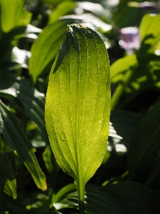 Tree plant leaf flower Photo