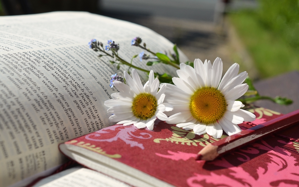 Book read plant flower