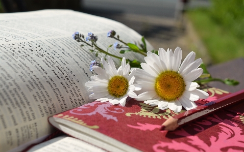 Book read plant flower Photo