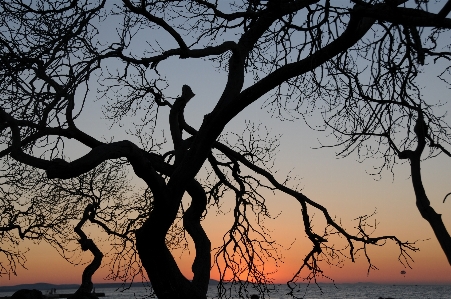 Photo Paysage arbre bifurquer silhouette