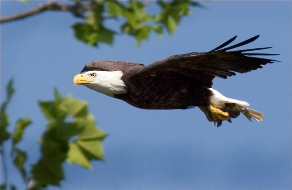 Natur vogel flügel himmel