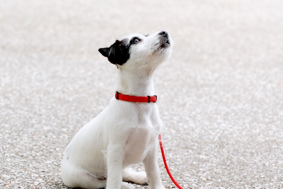 Branco filhote de cachorro jovem