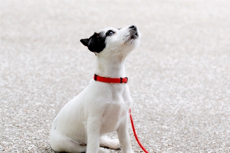 Beyaz köpek yavrusu genç Fotoğraf