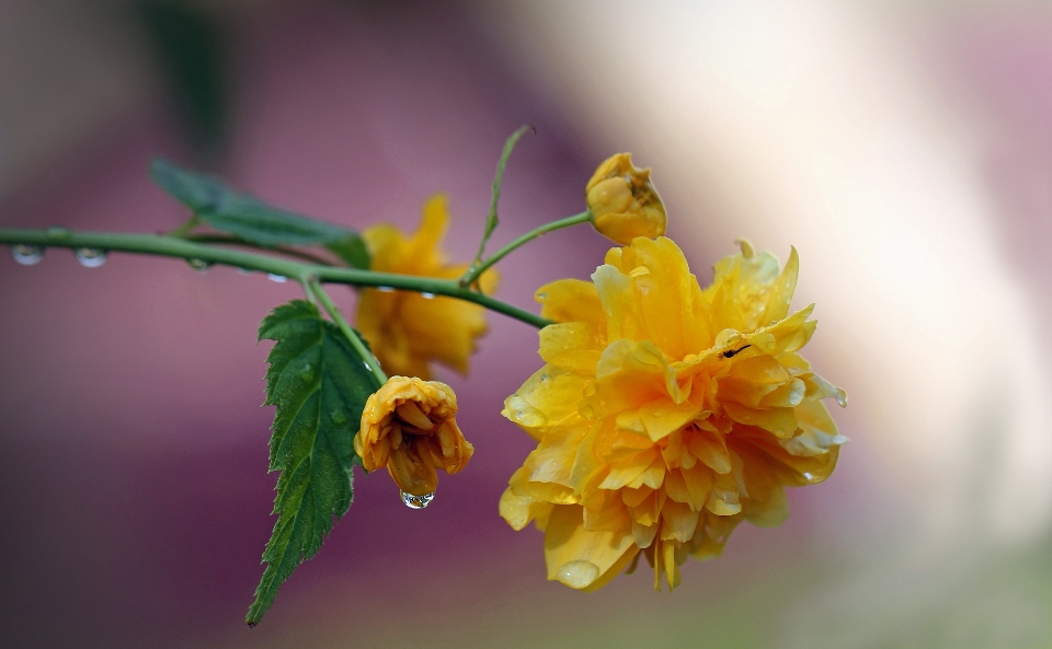 Nature branch blossom dew