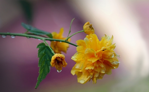 Nature branch blossom dew Photo