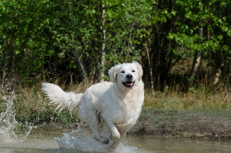 水 自然 湖 犬 写真