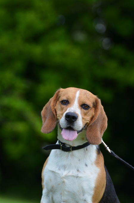 Welpe hund sommer porträt