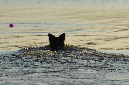 Foto Pantai laut pesisir air