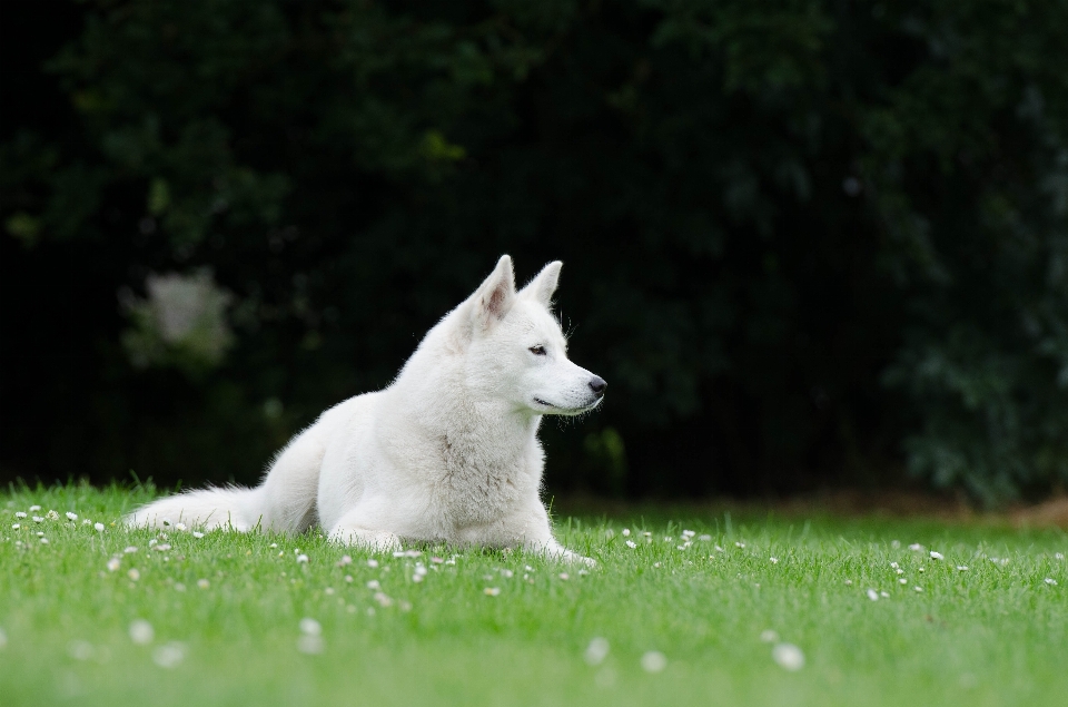 Grass white meadow dog