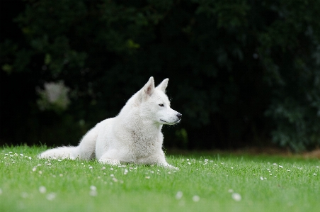 Grass white meadow dog Photo