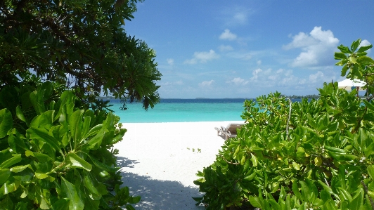 Foto Bunga hutan laguna
 teluk