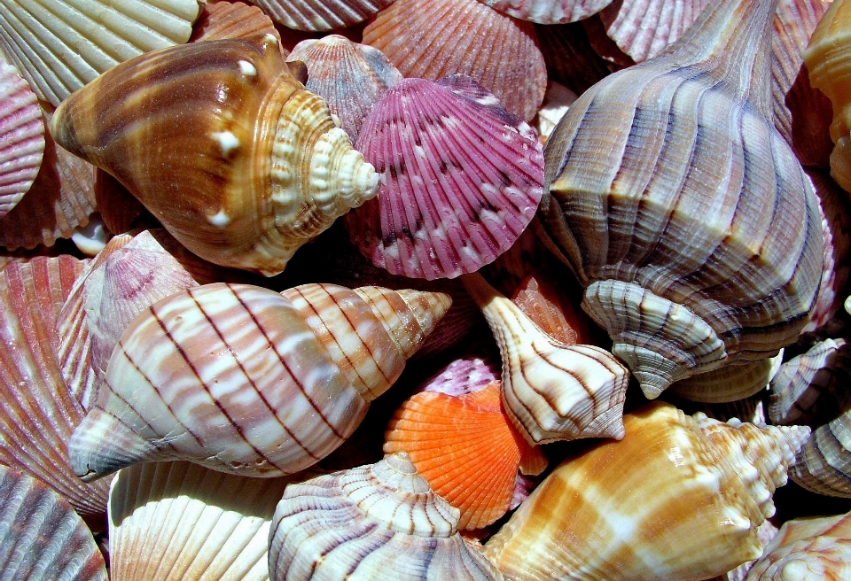 Makanan laut bahan kerang