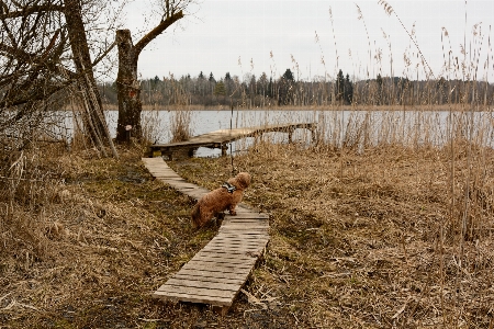 Tree nature forest marsh Photo