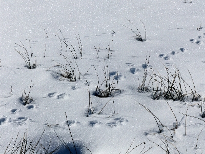 Branch snow winter frost Photo