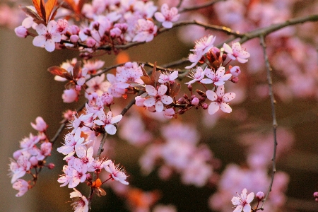 Tree nature branch blossom Photo