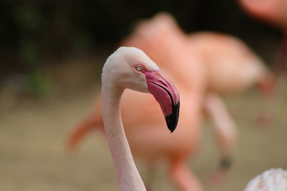 鳥 羽 動物 海鳥
