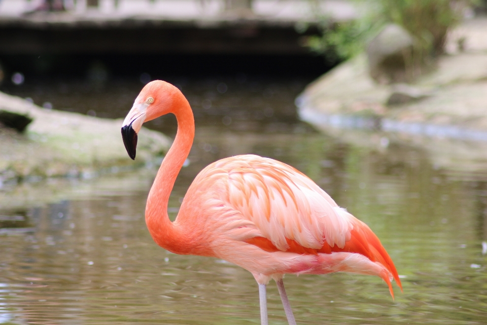 Pájaro animal fauna silvestre pico