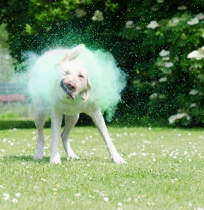 Grass fog lawn dog Photo