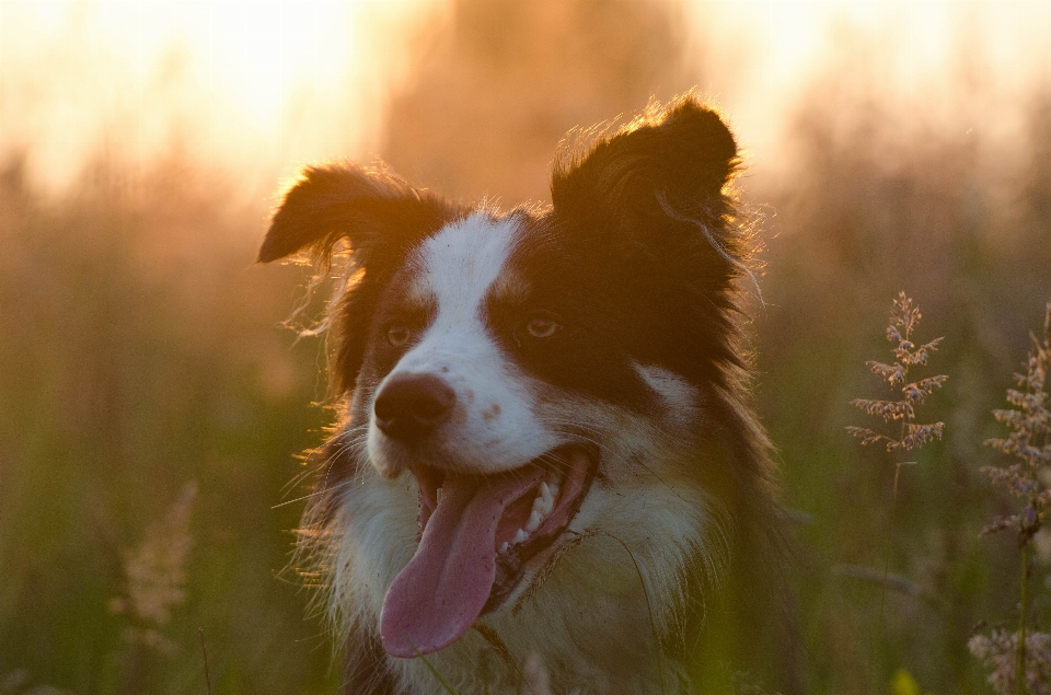 風景 太陽 日没 犬