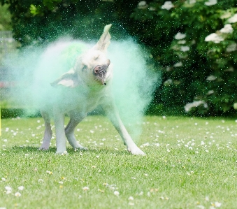 草 芝生 草原
 犬 写真