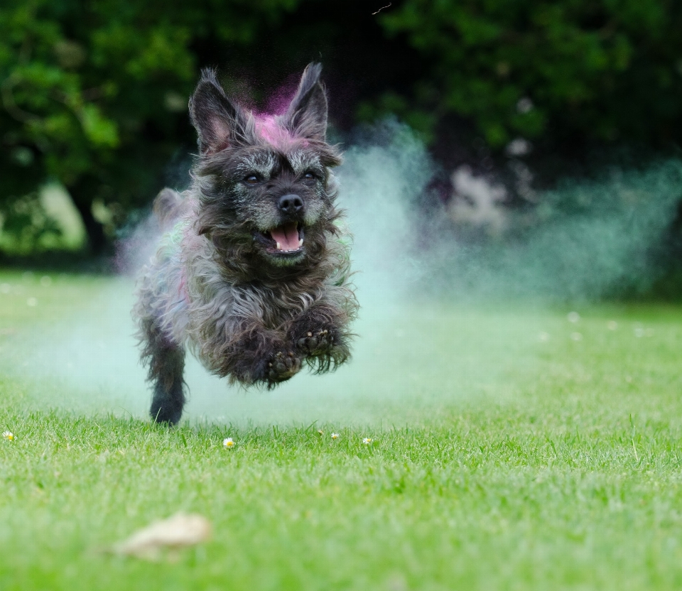 Grass dog summer mammal