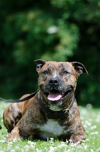 Meadow puppy dog portrait Photo