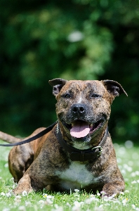 Meadow dog summer mammal Photo